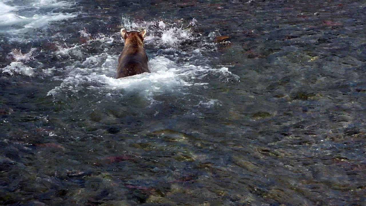Fishing Styles of Lunging and Snorkeling