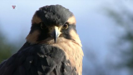 How Animals May React To The Solar Eclipse