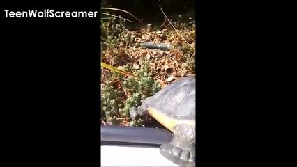 Tyler Posey | Snapchat Videos | ft. Dylan Sprayberry & Shelley Hennig | June 2016