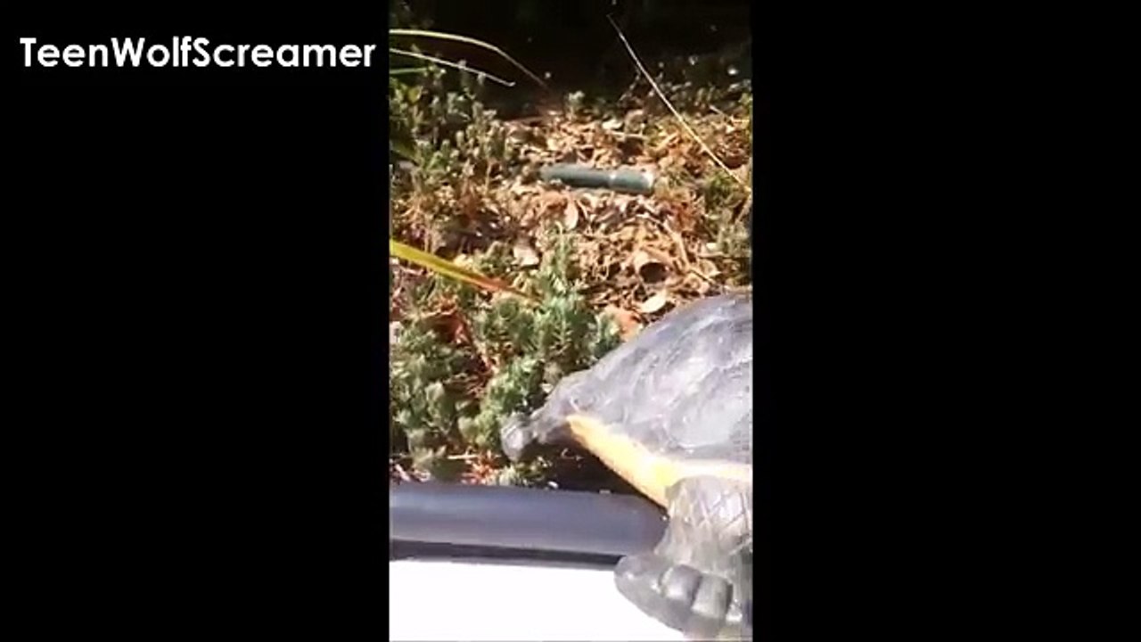 Tyler Posey | Snapchat Videos | ft. Dylan Sprayberry & Shelley Hennig | June 2016