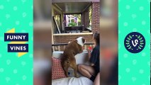12. TRY NOT TO LAUGH or GRIN Funny Animal Videos Fails Compilation August 2017  Funny Vines Videos