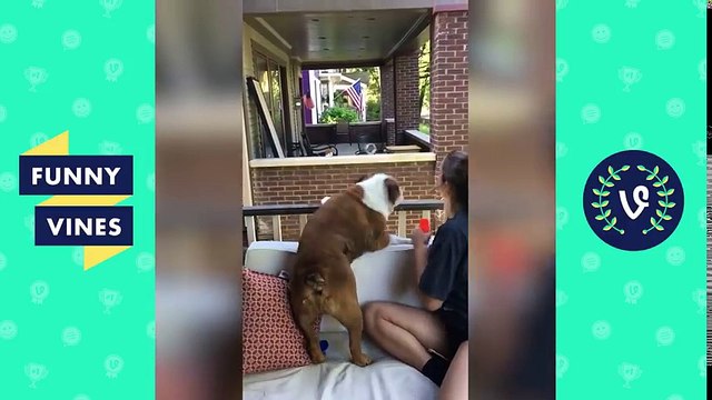 12. TRY NOT TO LAUGH or GRIN Funny Animal Videos Fails Compilation August 2017 Funny Vines Videos