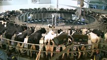 Intelligent Technology Smart Farming Automatic Cow Milking Machine Feeding Cleaning, Milk