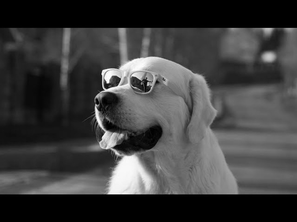 Animal vision how animal see the world