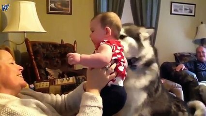Dog protecting baby too cute video   Try to not emotional challenge 2016
