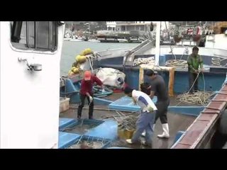 진도 앞바다 '물 반 꽃게 반' / YTN