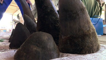 Afrique du Sud: un éleveur veut vendre de la corne de rhinocéros