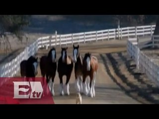 Los videos más tiernos del Super Bowl / Entre mujeres