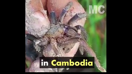 Popular Food in cambodia - Fried Tarantula .