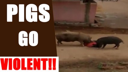 Download Video: Pigs brutally attack an old woman in Andhra Pradesh | Oneindia News