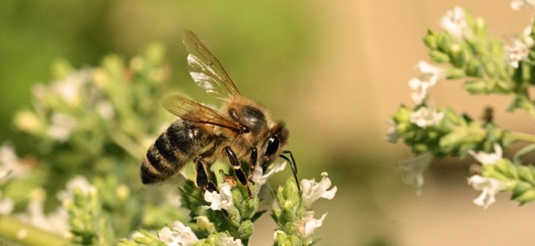 Norfolk Botanical Garden to host 7th annual Honey Bee Festival