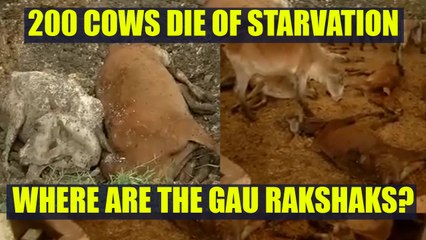 200 cows die in a 'gaushala' in Durg, Chattisgarh | Oneindia News