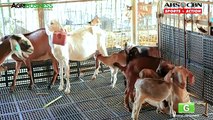 Laitier chèvre Agriculture partie laitier chèvre Agriculture dans le secteur agroalimentaire
