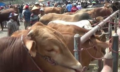 Jelang Idul Adha, Harga Hewan Kurban Naik