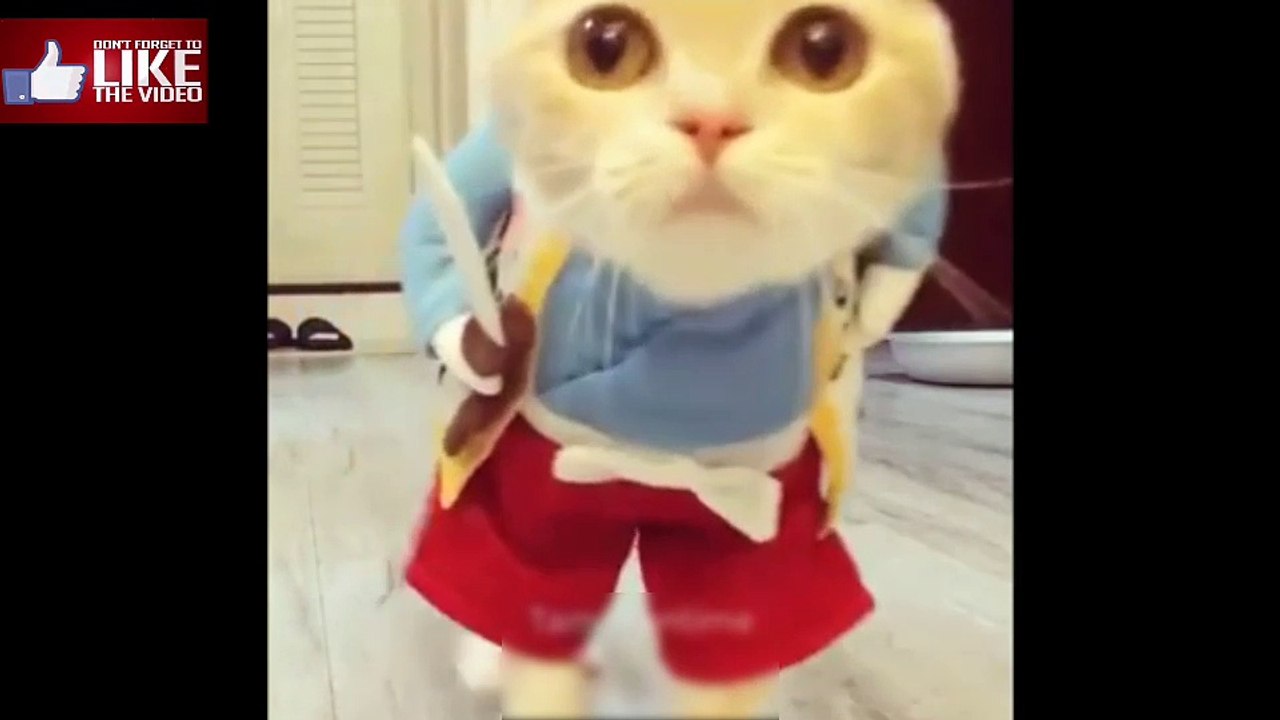 Cat act like a boy | funny animals