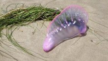 Se vires isto na praia sai de lá imediatamente! E alerta o nadador-salvador! 2