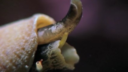 10 ЖИВОТНЫХ, С КОТОРЫМИ ЛУЧШЕ НЕ СВЯЗЫВАТЬСЯ