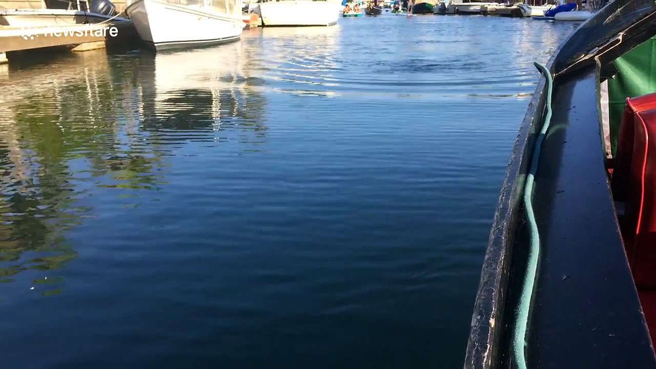 Whale swims right next to boat in Newport Beach harbour