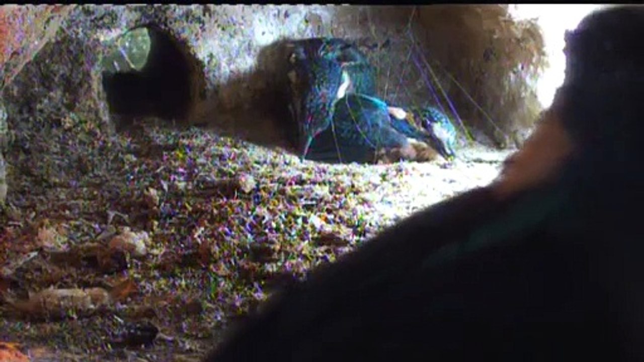 Live aus der Eisvogel Bruthoehle (3667)