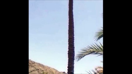 Mais que fait cette chèvre perchée dans un palmier...