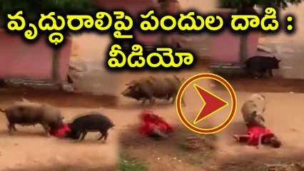Pigs Hits Old Lady, Video Gone Viral వృద్ధురాలిపై పందుల దాడి : వీడియో