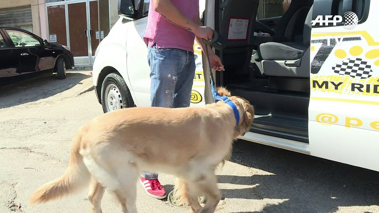 Lebanon's "pet taxi" offers smooth rides to cats and dogs