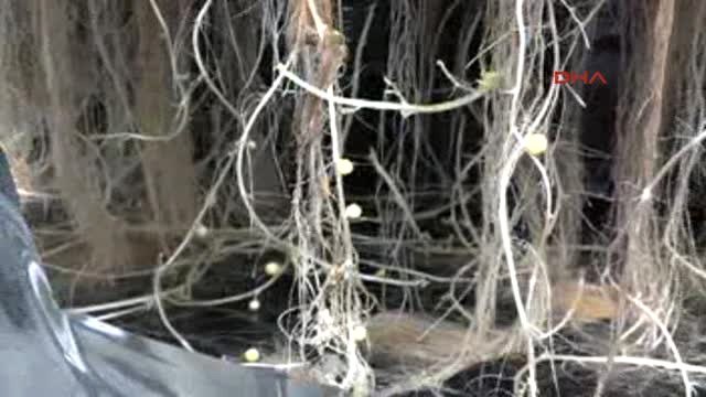 Niğde Türkiye'de İlk Kez Topraksız Patates Tohumunu Ürettiler