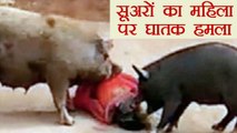 Pigs brutally attacks an elderly woman in Nellore । वनइंडिया हिंदी