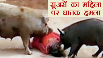 Pigs brutally attacks an elderly woman in Nellore । वनइंडिया हिंदी