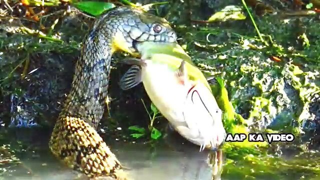 ये क्या है जानकर आपके होश उड़ जायेंगे, लडकिया यह जरुर देखे ॥ देखे विडियो, Amazing Video