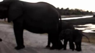 Un éléphanteau provoque un fou rire lors d’un safari. Regardez la séquence