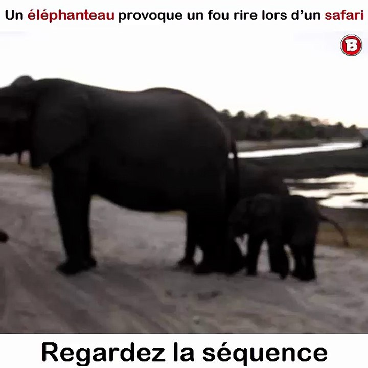 Un éléphanteau provoque un fou rire lors d’un safari. Regardez la séquence