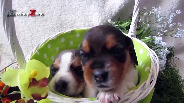 Cute Puppies Howling Compilation 2016 [Cuteness Overload]