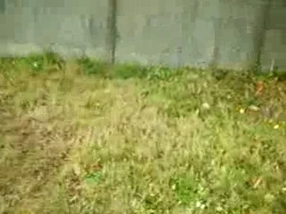 PatatOr ...