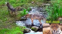 Y animales Niños para bosque Niños Aprender de sonidos templado el Animal f