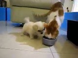 Cat VS Dog -really funny funny animal videos funny cats videos for cats
