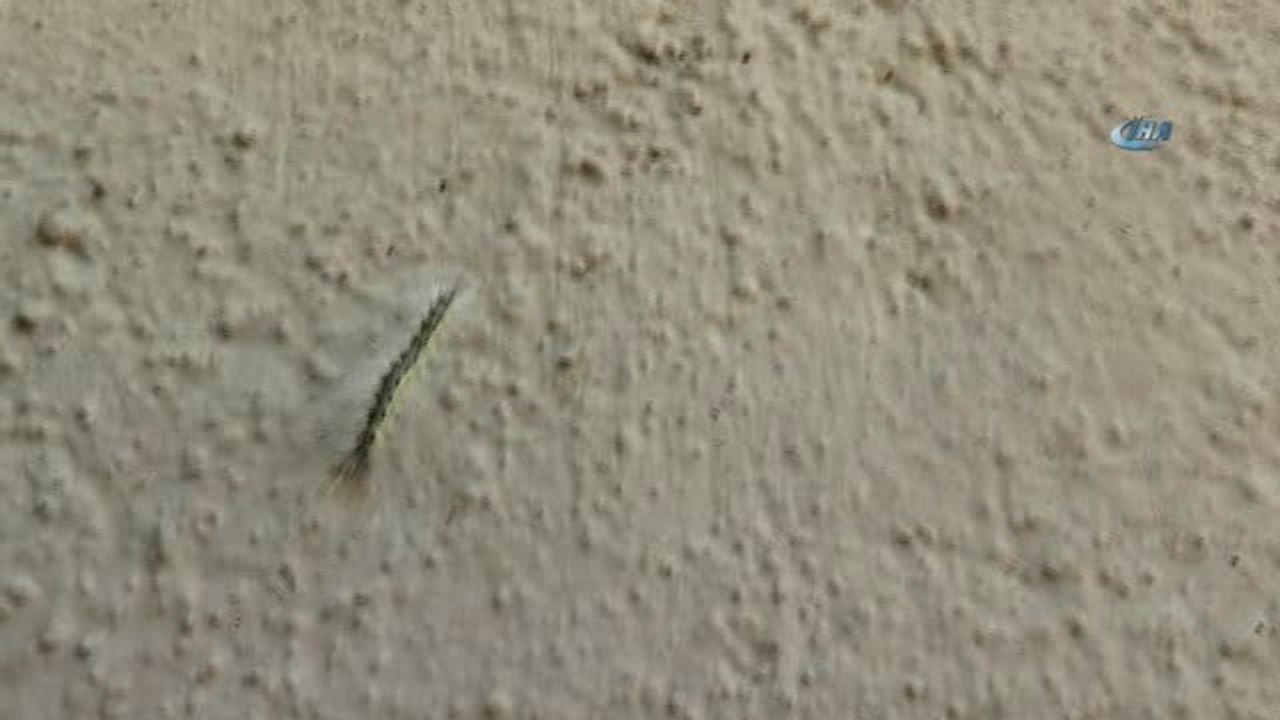 Tırtılların İstila Ettiği Sokakta 4 Gündür Korku ile Yaşıyorlar