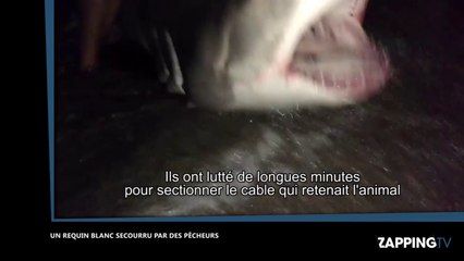 Des pêcheurs sauvent un requin blanc pris dans leur filet (Vidéo)