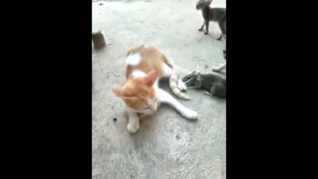 Funnt Video Cat and Mouse