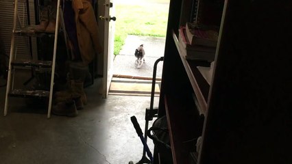 Les bonnes manières de ce chien va faire rêver tous les maîtres