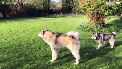 Dog sees hot air balloon for the first time and gets excited