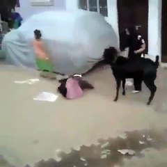 What This Bakra Is Doing Will Make You Laugh