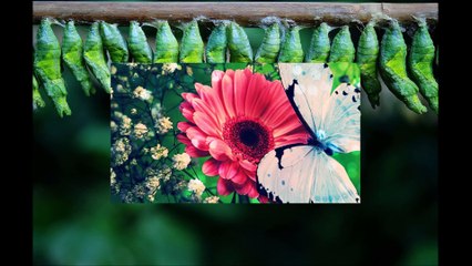 Projeto Repaginada De Lagarta á borboleta- Meu Emagrecimento