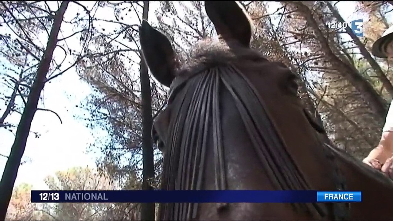 Bouches-du-Rhône : une garde à cheval pour veiller sur la pinède d'Istres