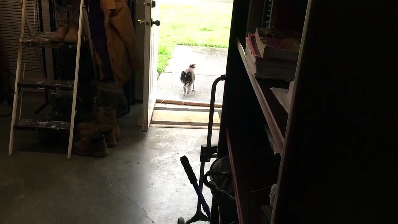 Un petit chien mignon se nettoie les pattes avant de rentrer !