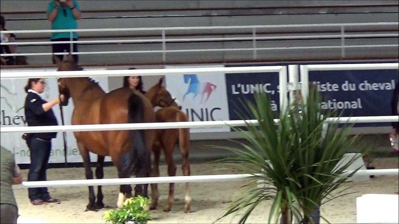 Hazar des Edenes - régional foals