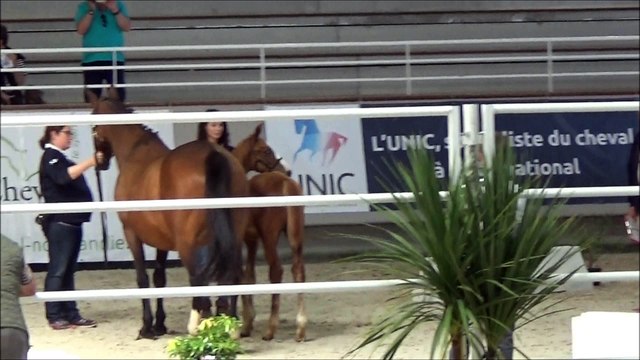 Hazar des Edenes - régional foals