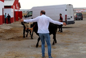 Kaçan Kurbanlıklar Sahiplerine Zor Anlar Yaşattı