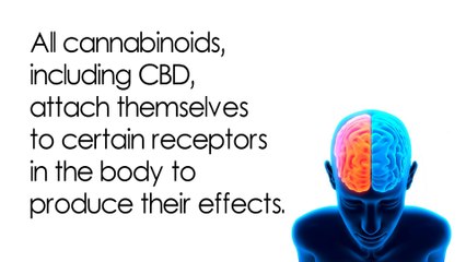 How CBD Works: Learn More 🌿