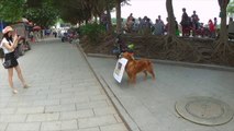 Ce chien fait de la pub pour un restaurant dans la rue en Chine !